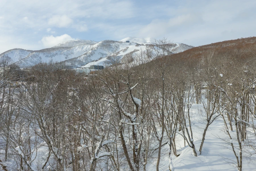 Forest view